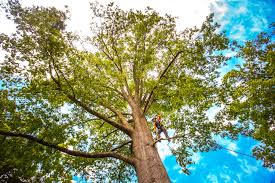 Best Stump Grinding and Removal  in Indian Rocks Beach, FL