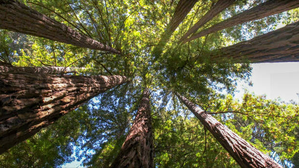 How Our Tree Care Process Works  in  Indian Rocks Beach, FL