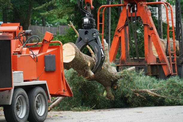 Best Organic Lawn Care Solutions  in Indian Rocks Beach, FL