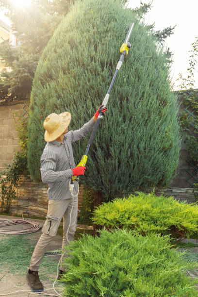 Best Tree Removal  in Indian Rocks Beach, FL